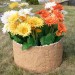 Цветник КАНЬОН купить в Иркутске
